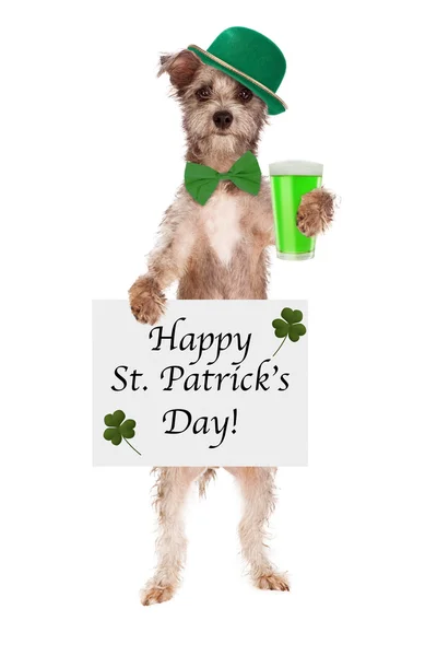St Patricks Day Dog con birra — Foto Stock