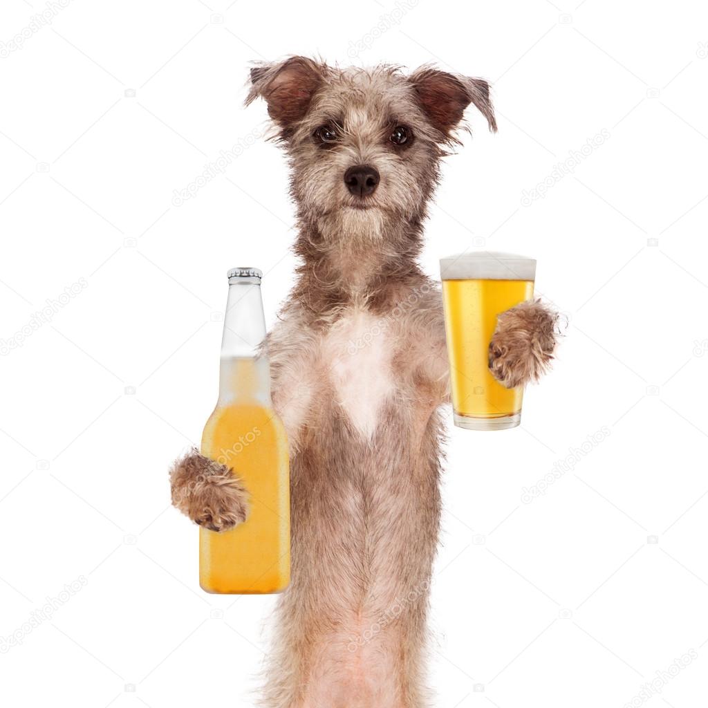 Terrier Dog Drinking Beer