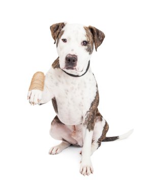 Yaralı pençe ile çukur boğa köpek