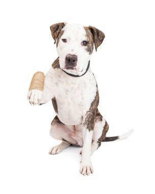 Pit Bull Dog With Injured Paw