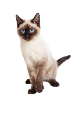 Siyam kedi yavrusu pençe kaldırma