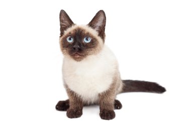 Siyam cins yavru kedi