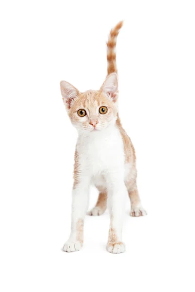 Cute Little Tabby Kitten Standing — Stock Photo, Image