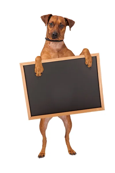 Pes stojící s křídové desky — Stock fotografie