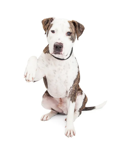 Pit Bull perro sosteniendo la pata hasta —  Fotos de Stock