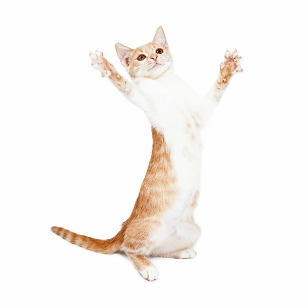 Playful Kitten Standing Paws Out — Stock Photo, Image