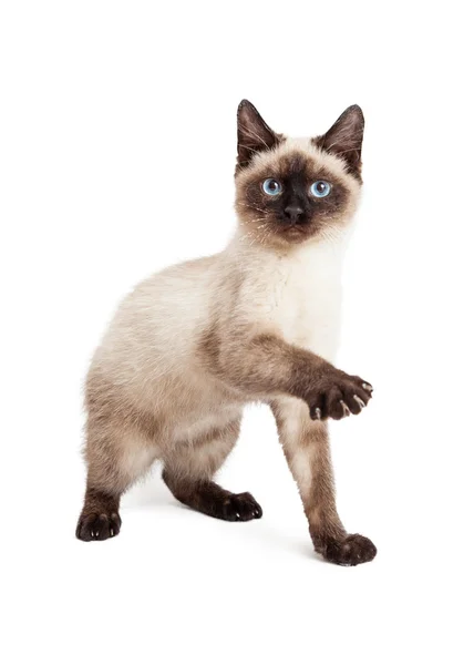 Speelse Siamese Kitten verhogen Paw — Stockfoto