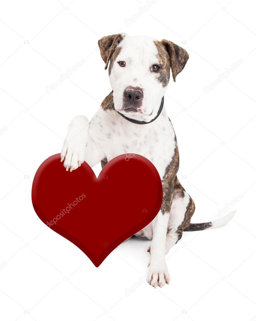 Pit Bull Dog Holding Heart