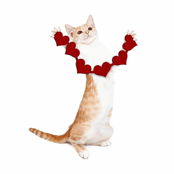 Kitten holding paper cutout hearts — Stock Photo, Image