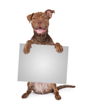 Pit Bull çapraz boş işaret tutan