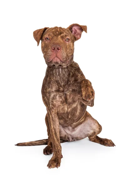 Pit Bull Cross Holding Paw Up — Stock Photo, Image