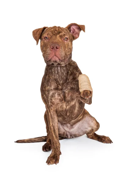 Pit Bull Cruz con la pata lesionada — Foto de Stock