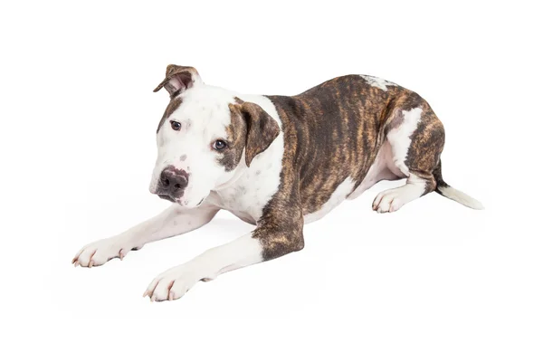 Cruce de American Staffordshire Terrier perro — Foto de Stock