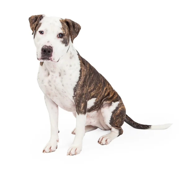 Amerikanischer Staffordshire Terrier Crosshund sitzend — Stockfoto