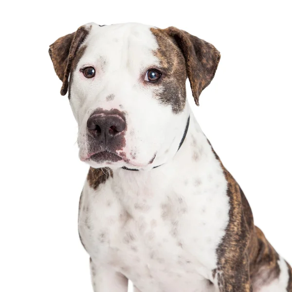 American Staffordshire Terrier pies zbliżenie — Zdjęcie stockowe