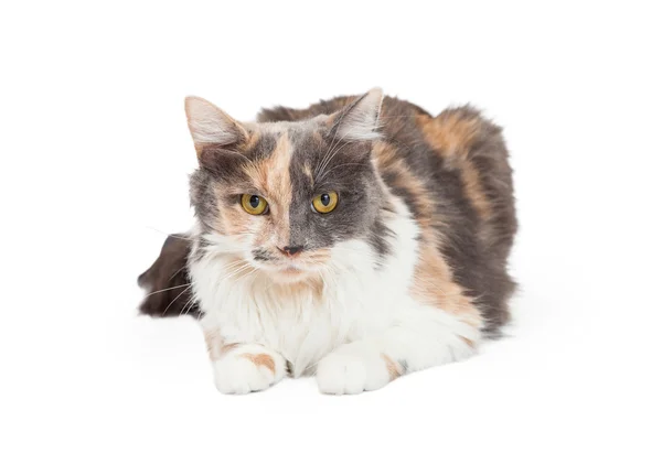 横になっている美しい三毛猫 — ストック写真