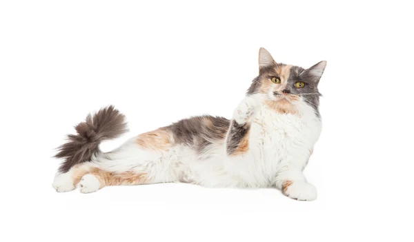 Calico Cat hebt den Arm — Stockfoto