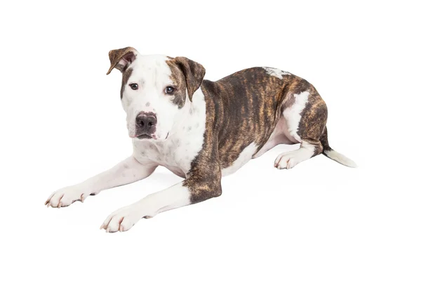 Cute Pit Bull Cross Laying Royalty Free Stock Images