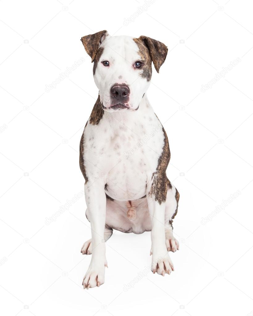 可爱的斗牛犬——图库图片© adogslifephoto #62885483, image size:819x1024