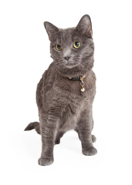 Doméstico Shorthair Cat Sitting — Fotografia de Stock