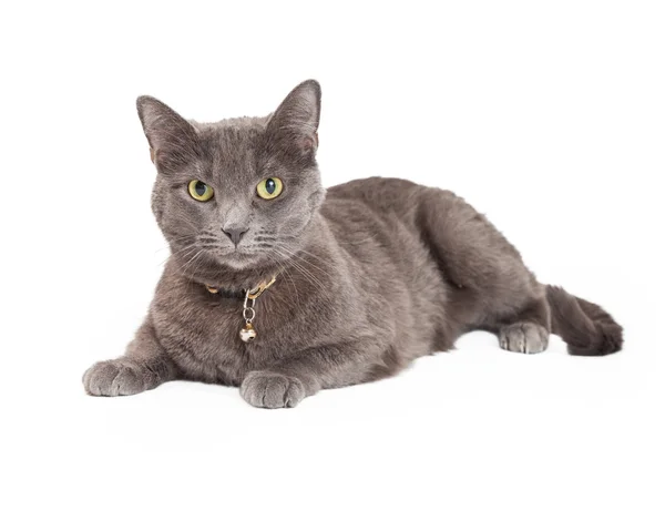 Grey Domestic Shorthair Cat — Stock Photo, Image