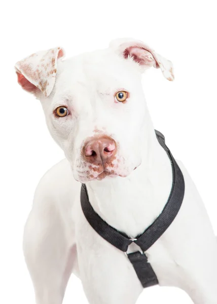 Dogo Argentino Dog — Stock Photo, Image