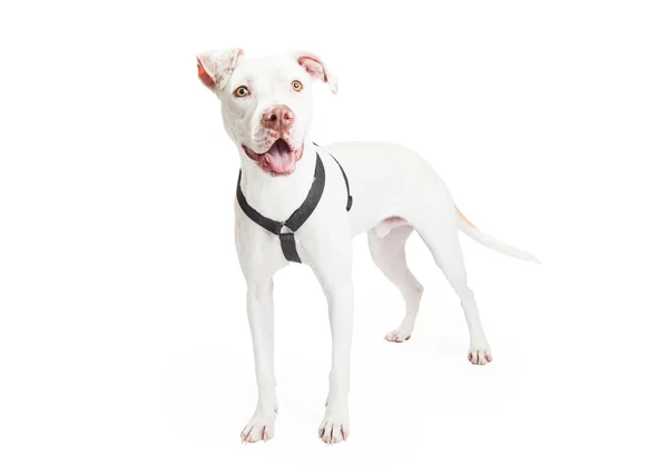 Dogo Argentino hund stående — Stockfoto