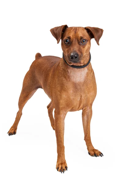 Miniatura Pinscher Mix Razza cane — Foto Stock