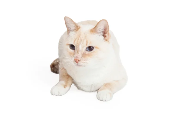 Siamese Mix Breed Cat Laying — Stock Photo, Image