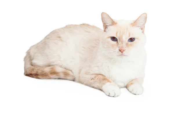 Siamese Mix ras katt — Stockfoto