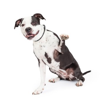 dost çukur boğa köpek