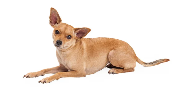 Chihuahua karışımı doğurmak köpek döşeme — Stok fotoğraf
