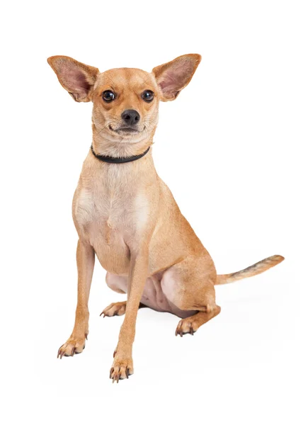 Внимательная собака смешанной породы чихуахуа — стоковое фото