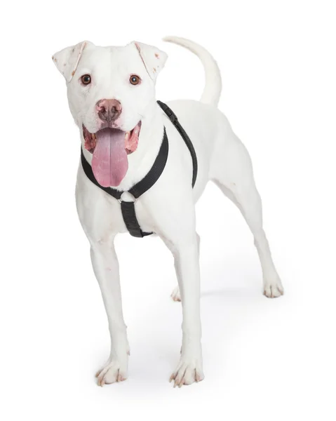 Dogo Argentino hund — Stockfoto