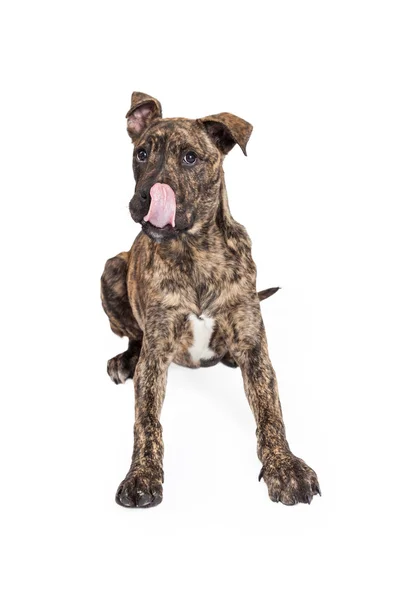 Danés Crossbreed cachorro lamiendo labios —  Fotos de Stock