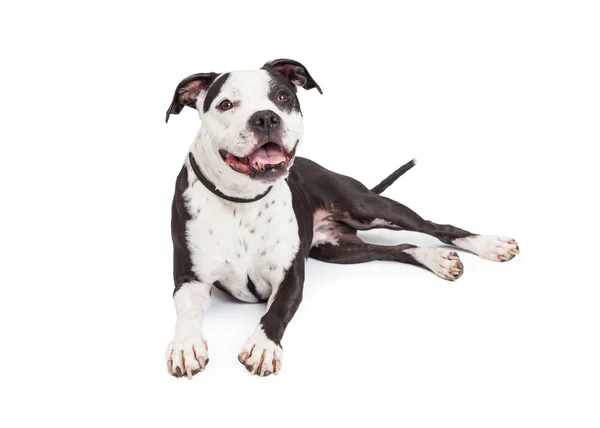 Pies szczęśliwy Pit Bull, układanie — Zdjęcie stockowe
