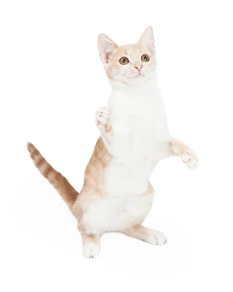 Domácí Shorthair kotě bít tlapa — Stock fotografie