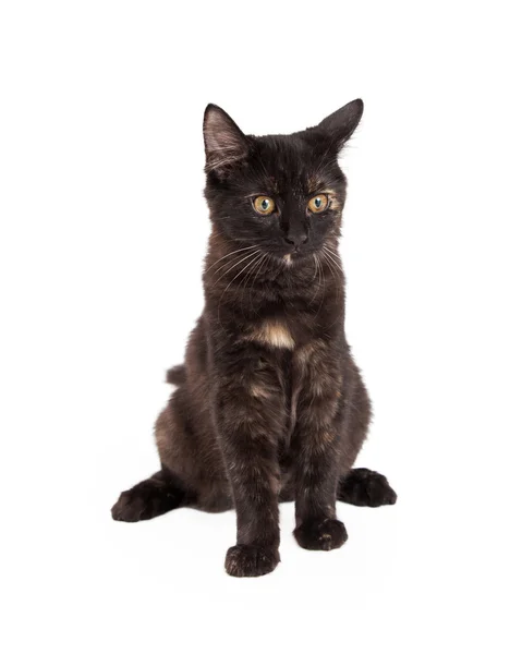 Yerli Longhair Kitten oturma — Stok fotoğraf