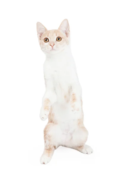 Curioso doméstico taquigrafía gatito —  Fotos de Stock
