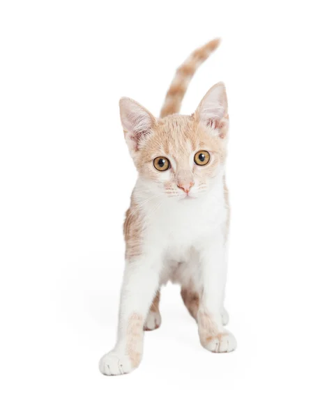 Bonito doméstico curto gatinho de pé — Fotografia de Stock