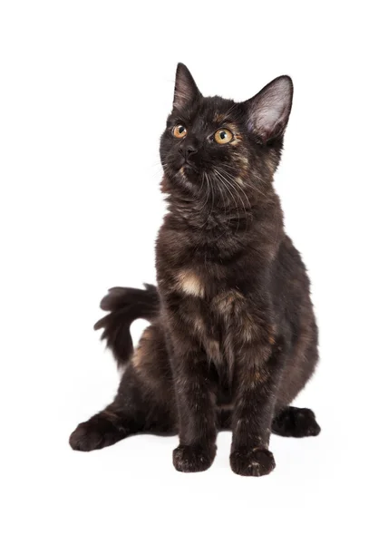 Úžasný domácí dlouhosrsté kotě — Stock fotografie