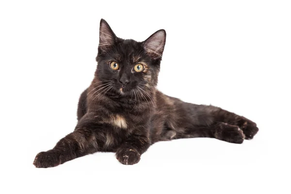 Black and Tan Domestic Kitten — Stock Photo, Image