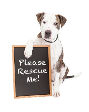 Pit Bull Holding kurtarma işaret