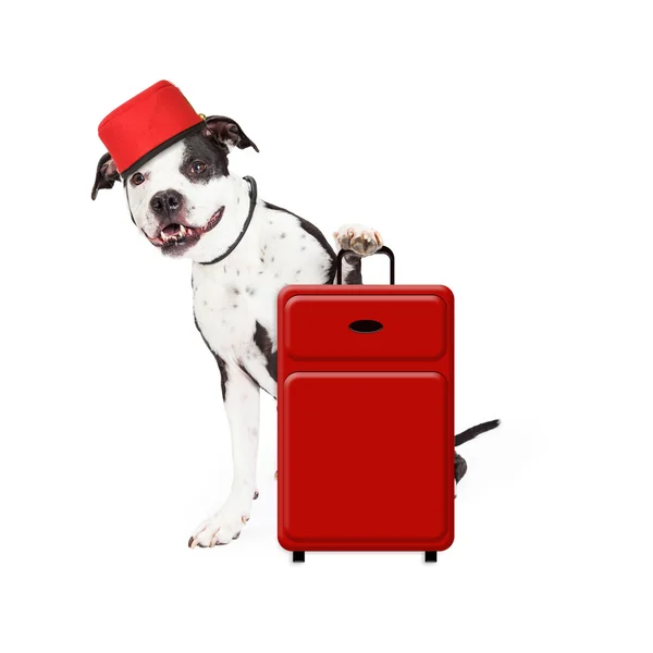 Dog Bellhop с чемоданом — стоковое фото