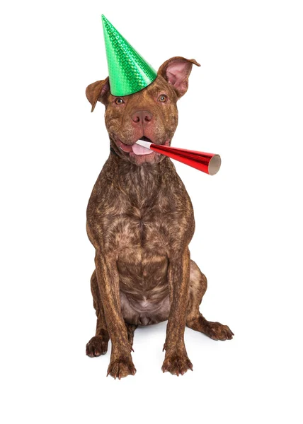 快乐的狗，在党的帽子 — 图库照片