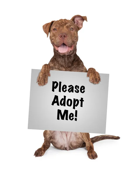 Pit Bull Dog Holding Sign — Stock Photo, Image