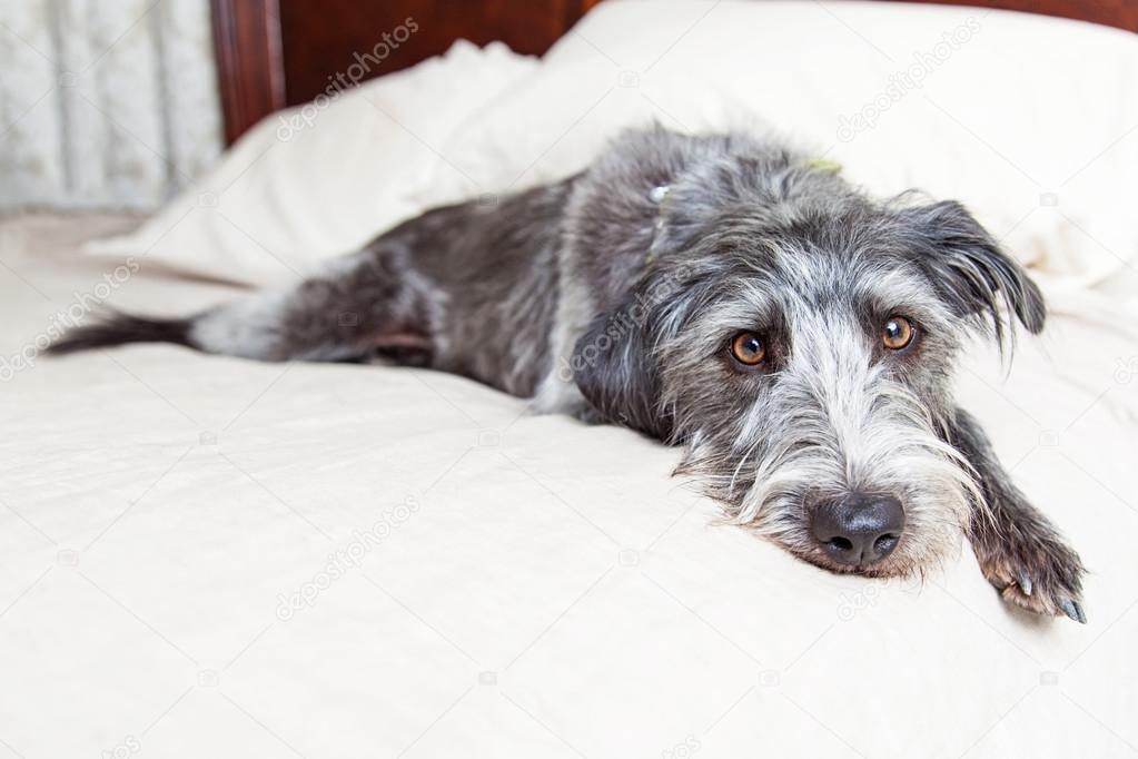 Tired Dog Laying in Bed