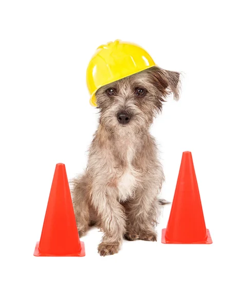 puppy hard hat
