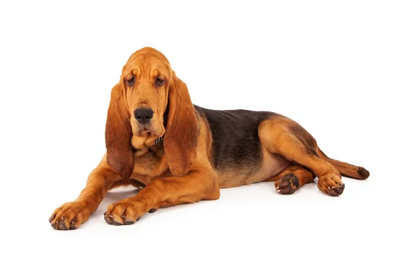 Adorável grande cachorro bloodhound — Fotografia de Stock
