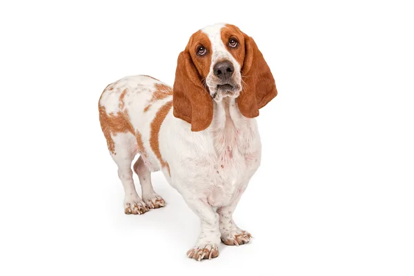 Divertente Basset cane mastino — Foto Stock